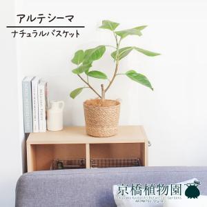 現品】ザミア・フロリダーナ 多頭株 10号 白鉢（1） : 花のアリマツ