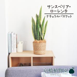 現品】ザミア・フロリダーナ 多頭株 10号 白鉢（1） : 花のアリマツ