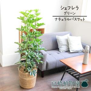 現品】ボンバックス 8号 黒鉢（1） : 花のアリマツ Yahoo!店 - 通販