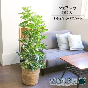 【現品】パキポディウム・デンシフローラム　5号　黒角鉢　（5） 24fe2a4d7247e799f95951fd9219c2