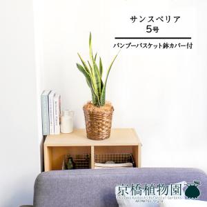 現品】ザミア・フロリダーナ 多頭株 10号 白鉢（1） : 花のアリマツ