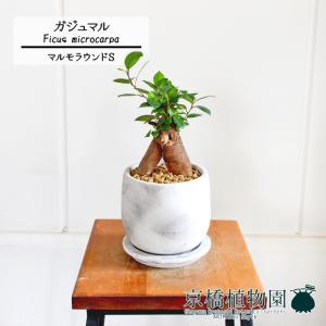 ユッカ・グロリオサ・バリエガータ 8号 : 花のアリマツ Yahoo!店
