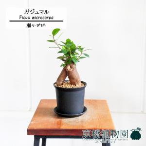 現品】ブーファン・ディスティカ（ディスティチャ） 8号 紺鉢（4