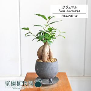 現品】ボンバックス 8号 黒鉢（1） : 花のアリマツ Yahoo!店 - 通販