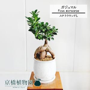 ユッカ・グロリオサ・バリエガータ 8号 : 花のアリマツ Yahoo!店