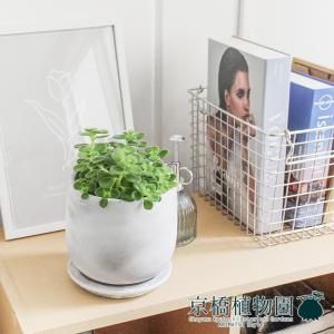 クッカバラ 幹立ち 10号 : 花のアリマツ Yahoo!店 - 通販 - Yahoo