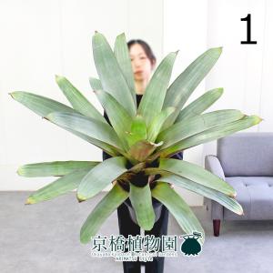 現品】ボンバックス 8号 黒鉢（1） : 花のアリマツ Yahoo!店 - 通販