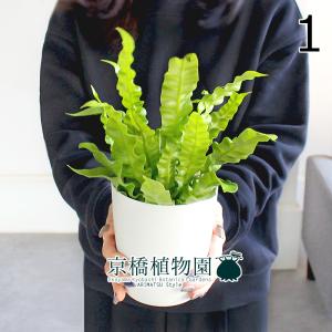 現品】アガベ・アオノリュウゼツラン 8号 白鉢（10） : 花のアリマツ