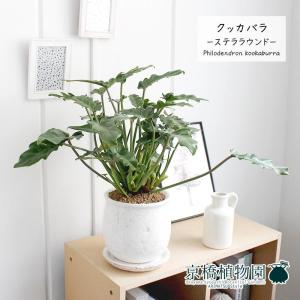 現品】チャメロプス・フミリス・ボルケーノ 7号 白プラスチック鉢（2