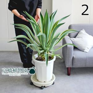 アガベ・ベネズエラ 8号【カンサラ鉢カバー付き/ブラック】 : 花の
