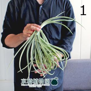 観葉植物）一点物 エアープランツ チランジア テクトラム ワイドリーフ