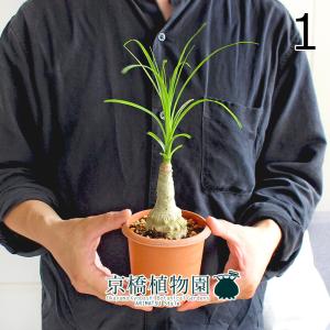 観葉植物 ノリナ：ポニーテール トックリラン*7号プラポット : 遊恵