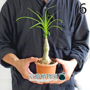 【現品】金毛狗（キンモウコウ）　5号　白鉢　（2） 現品】金毛狗（キンモウコウ） 5号 白鉢 （2）