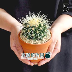 現品】サボテン 王冠竜 8号 黒鉢（2） : 花のアリマツ Yahoo!店 - 通販