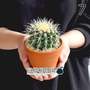 現品】ブーファン・ディスティカ（ディスティチャ） 8号 紺鉢（4