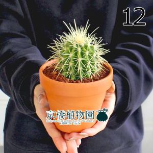◾️鉢ごと◾️ブーファンディスティチャ 現品】ブーファン・ディスティカ（ディスティチャ） 8号 紺鉢（4
