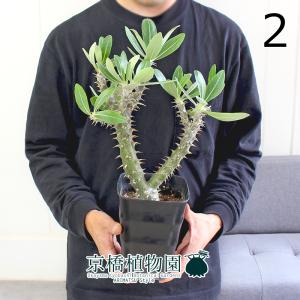 現品】シェフレラ・アンガスティフォリア 曲がり 7号 茶鉢（2） : 花の