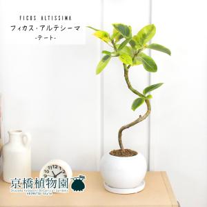 現品】パンダガジュマル/フィカス・パンダ 10号 白鉢（4） : 花の