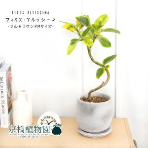 フィカス・ウンベラータ 曲がり 7号【カンサラ鉢カバー付き/ブラック