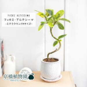現品】ブーファン・ディスティカ（ディスティチャ） 8号 紺鉢（4