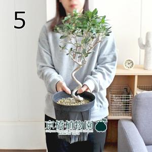 現品】ドラセナ・カンボジアーナ 8号 白鉢（1） : 花のアリマツ Yahoo