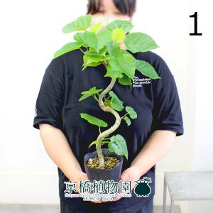 現品】ネムノキ/エバーフレッシュ 4号 白鉢（10） : 花のアリマツ