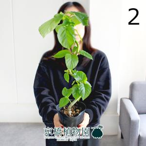 【現品】シェフレラ・アンガスティフォリア　曲がり　7号　茶鉢（１） 現品】シェフレラ・アンガスティフォリア 曲がり 7号 茶鉢（1） : 花の