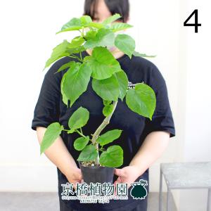 現品】ネムノキ/エバーフレッシュ 4号 白鉢（10） : 花のアリマツ