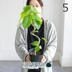 現品】ザミア・フロリダーナ 多頭株 10号 白鉢（1） : 花のアリマツ