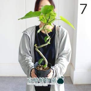 現品】ロべ/フェニックス・ロベレニー 10号 1本立（4） : 花のアリマツ