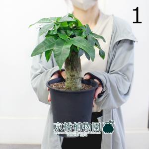 現品】ファグラエア・ベルテロアナ 斑入り 曲がり 7号 茶鉢（1） : 花