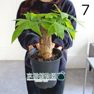 観葉植物 パキラ アクアティカ 5本編み種類 5号鉢苗 実生株