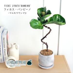 現品】ザミア・フロリダーナ 多頭株 10号 白鉢（1） : 花のアリマツ