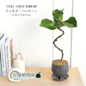 現品】パンダガジュマル/フィカス・パンダ 10号 白鉢（4） : 花の