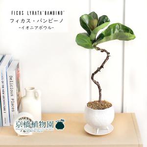 現品】ブーファン・ディスティカ（ディスティチャ） 8号 紺鉢（4