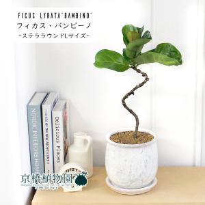 カシワバゴム 曲がり 8号鉢 観葉植物 おしゃれ 大型 曲がり樹形 柏葉