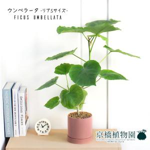 現品】ドラセナ・カンボジアーナ 8号 白鉢（1） : 花のアリマツ Yahoo