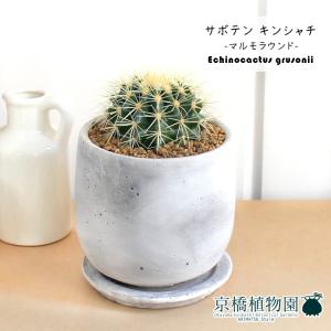 現品】ブーファン・ディスティカ（ディスティチャ） 8号 紺鉢（4