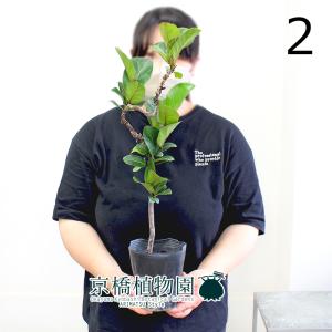 観葉植物 カシワバゴムの木：フィカス バンビーノ 鉢植え*受皿付