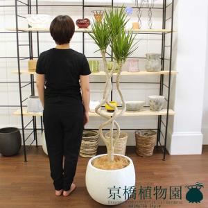 おしゃれ 観葉植物 ドラセナ・コンシンネ ホワイボリー*陶器鉢 大型