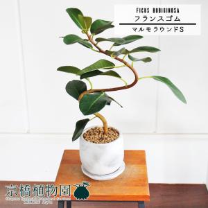 現品】ボンバックス 8号 黒鉢（1） : 花のアリマツ Yahoo!店 - 通販