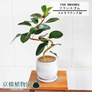 カシワバゴムノキ(フィカス・リラータ)バンビーノ 曲がり 白