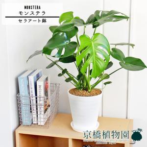 現品】ユッカ・アロイフォリア 10号 茶鉢（1） : 花のアリマツ Yahoo