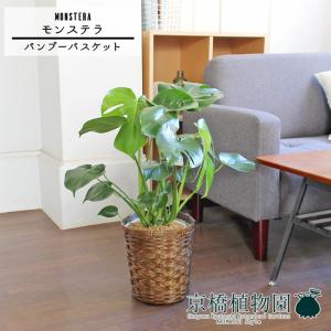 現品】ザミア・フロリダーナ 多頭株 10号 白鉢（1） : 花のアリマツ