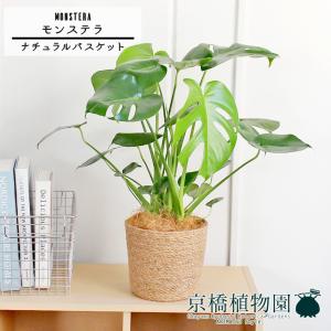 現品】サボテン エキノプシス・ハイブリッド 15号（1） : 花のアリマツ