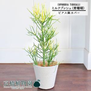 現品】ボンバックス 8号 黒鉢（1） : 花のアリマツ Yahoo!店 - 通販