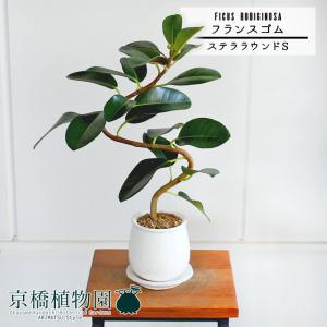 現品】観音竹（カンノンチク） 8号 紺鉢（1） : 花のアリマツ Yahoo!店