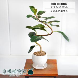 現品】ブーファン・ディスティカ（ディスティチャ） 8号 紺鉢（4