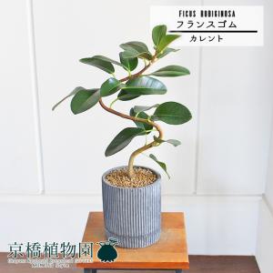 現品】サボテン スピラリス 8号 白鉢（2） : 花のアリマツ Yahoo!店