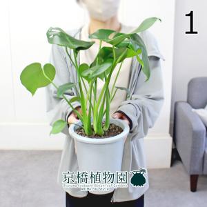 現品】パンダガジュマル/フィカス・パンダ 10号 白鉢（4） : 花の
